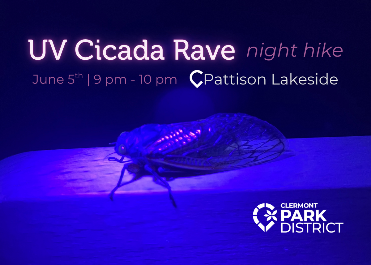 UV cicada rave